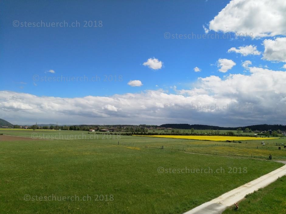 Fotoaufnahme in Niederbuchsiten auf blühendes Rapsfeld Frühjahrsvegetation
