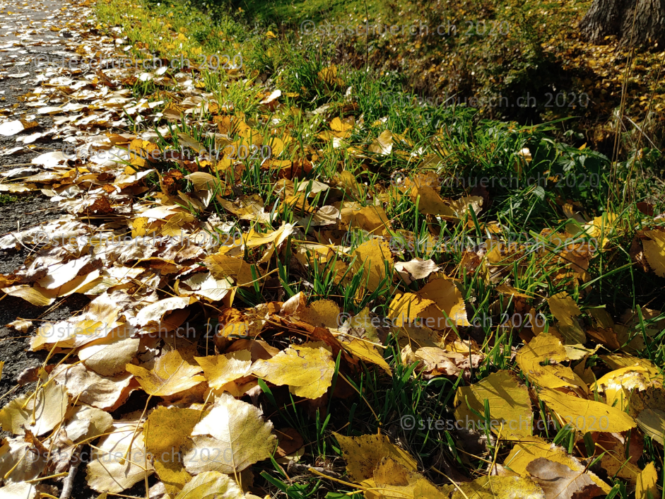 A vivid picture with the leaves of the trees tinged with golden yellow.