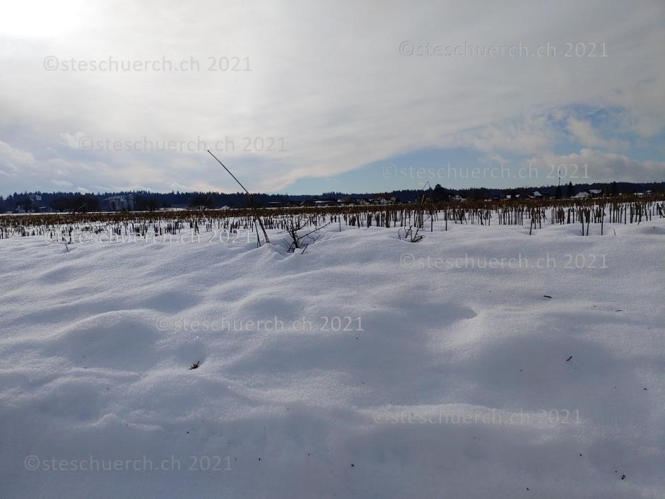 Die Feldstoppel ragen noch etwa die Hälfte ihrer Länge aus der Schneedecke.