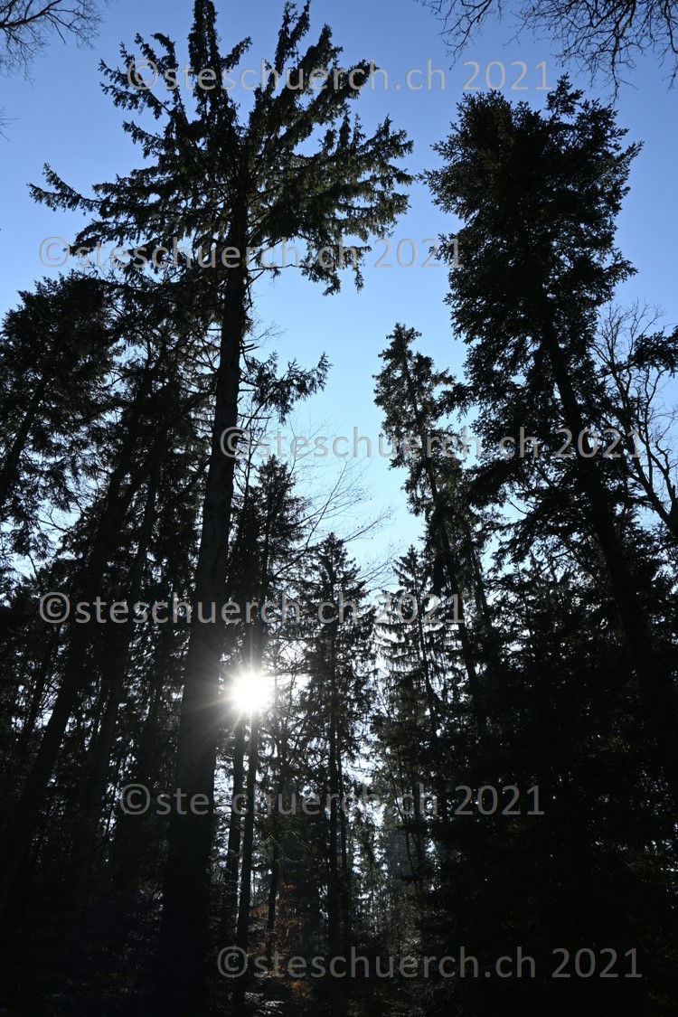 Hohe Tannen durch welche die Sonne dringt.
