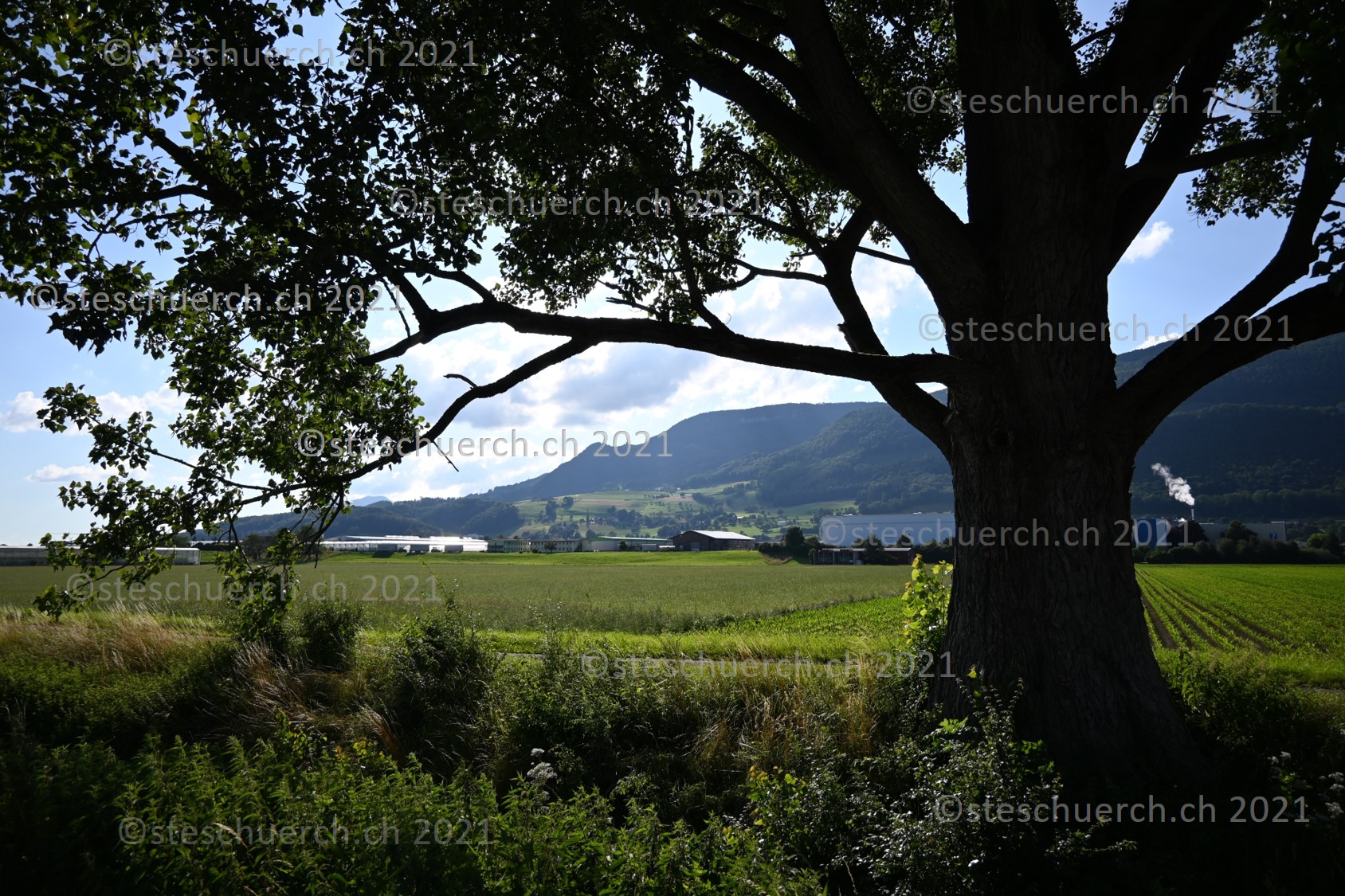 Die untersten Verästelungen des Baumes und der Berg.