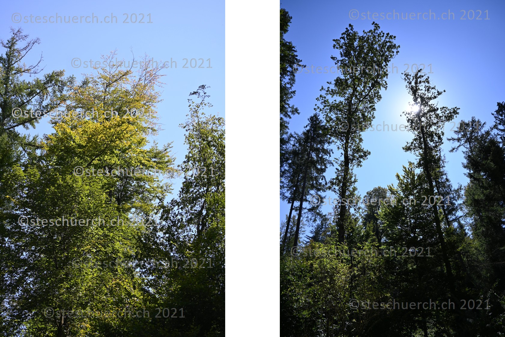 Die Sonne strahlt direkt auf den Baum.