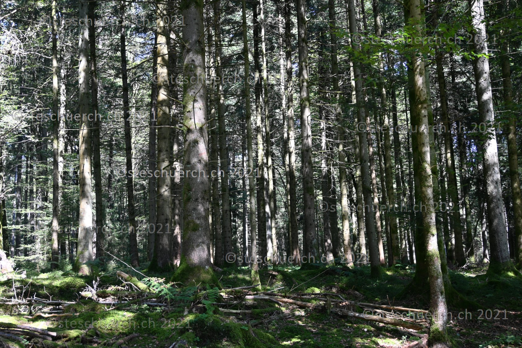 Mitten im Wald werden Bäume von der Sonne beleuchtet.