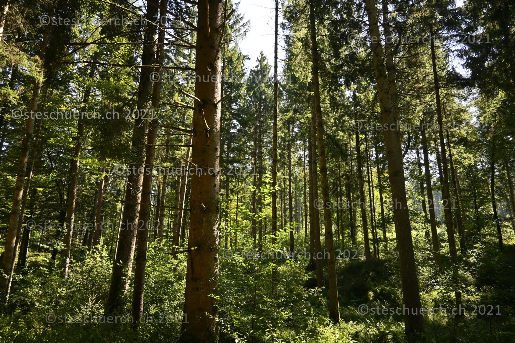 Eine weitere Ansicht auf Bäume im Stammbereich.