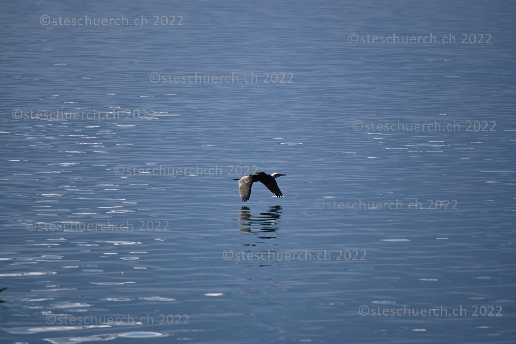 Ein Vogel fliegt nur dicht über der Wasseroberfläche.