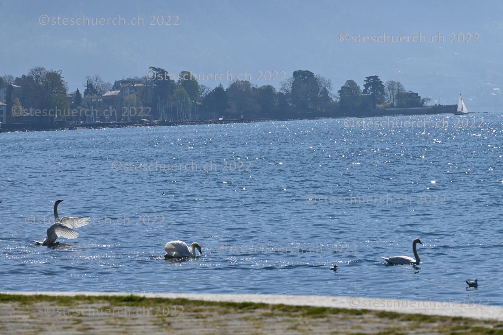 Schwanentanz im Lac Léman.