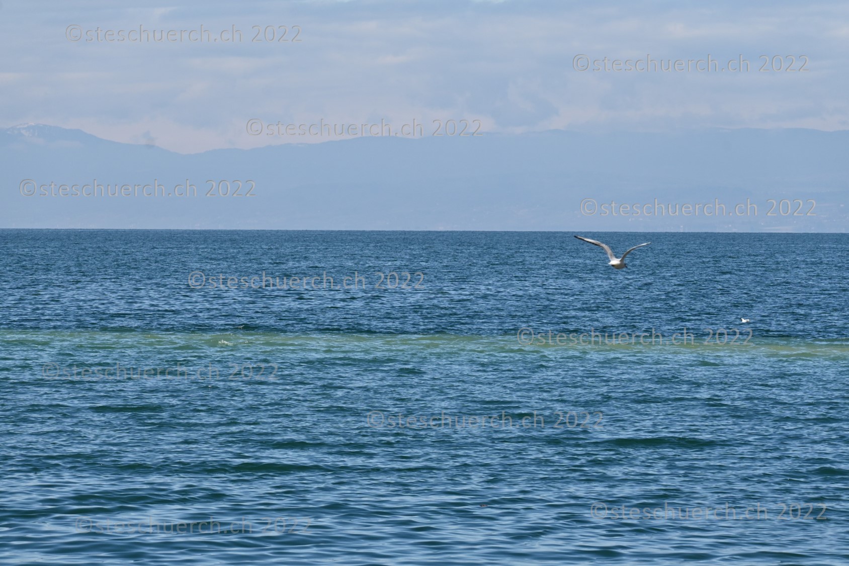 Fliegende Möwe über dem langsam unruhig werdenden Lac Léman.