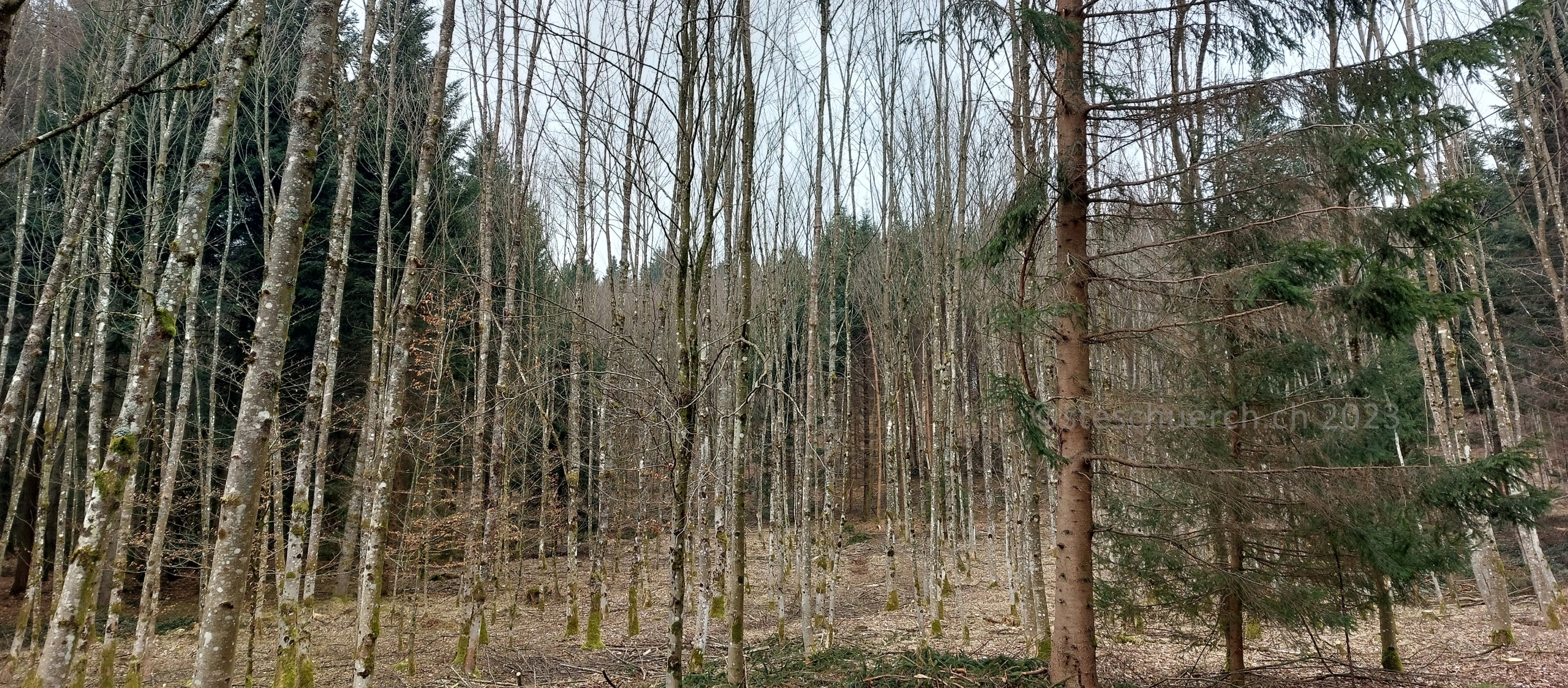 Sicht durch Bäume im Wald.