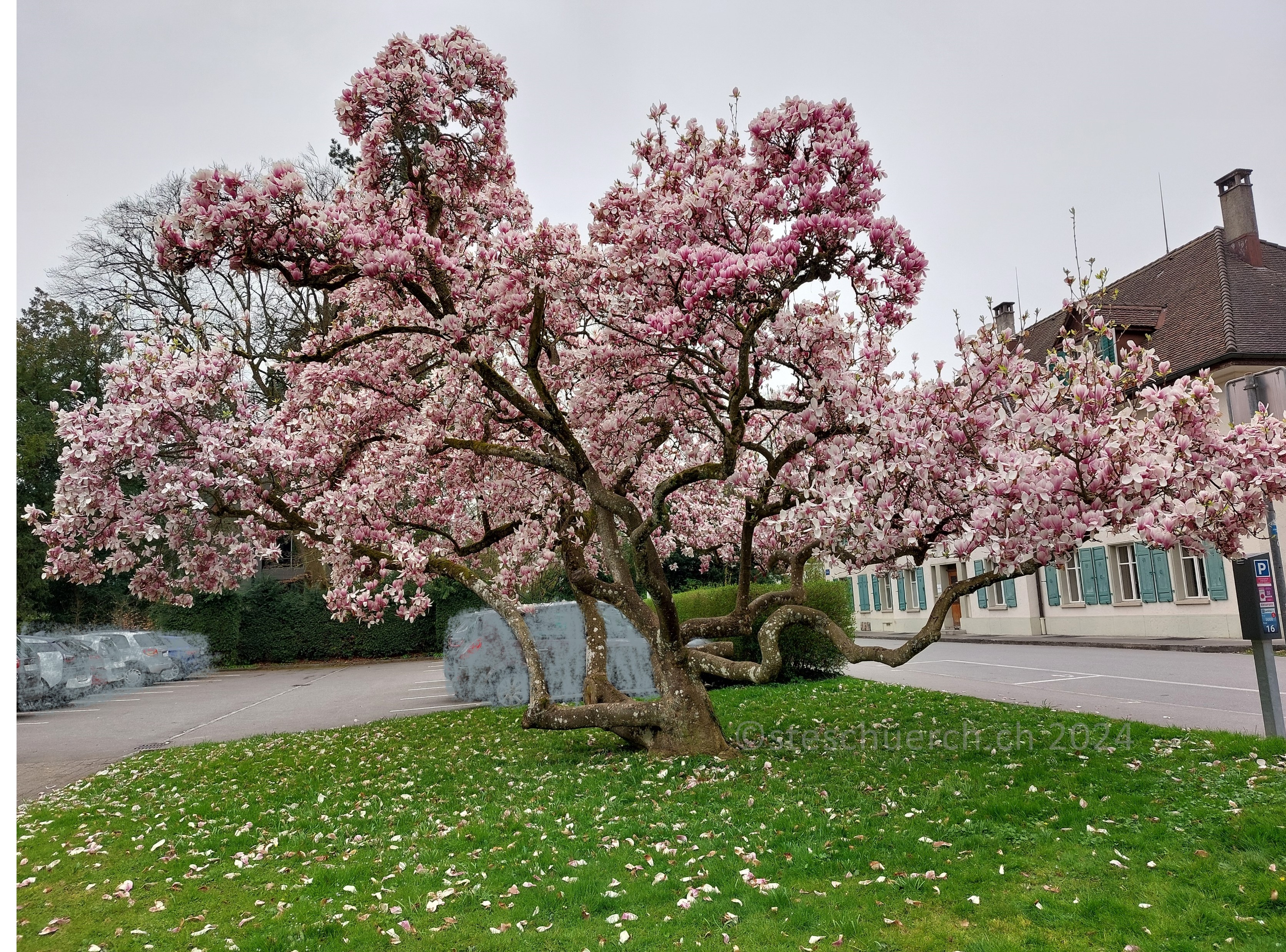 Magnolienbaum im Frühjahr