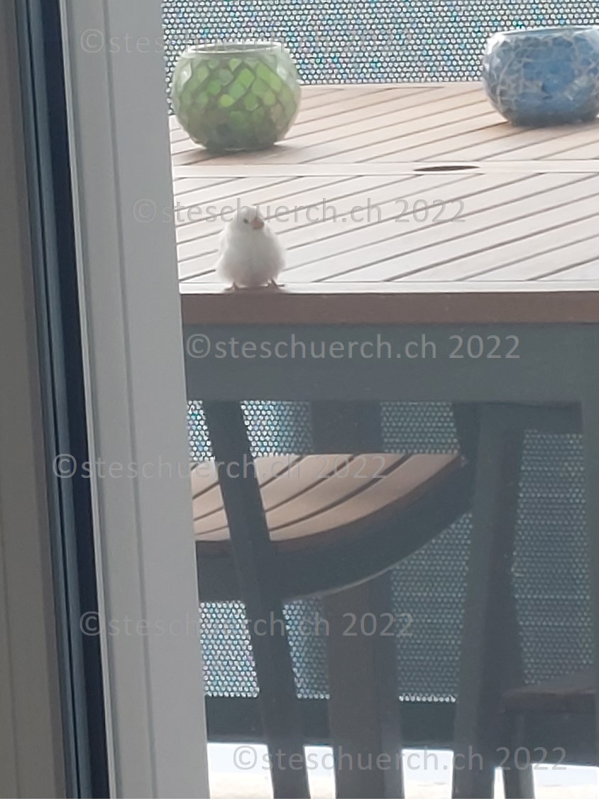 Weiss gefederter Vogel auf dem Balkon Ausschnitt 10.