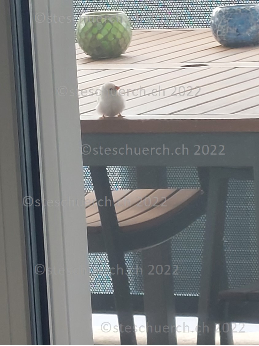 Weiss gefederter Vogel auf dem Balkon Ausschnitt 11.