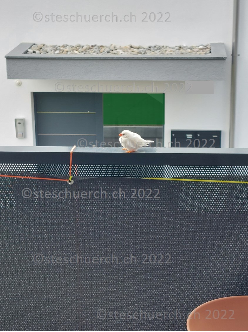 Weiss gefederter Vogel auf dem Balkon Ausschnitt 12.