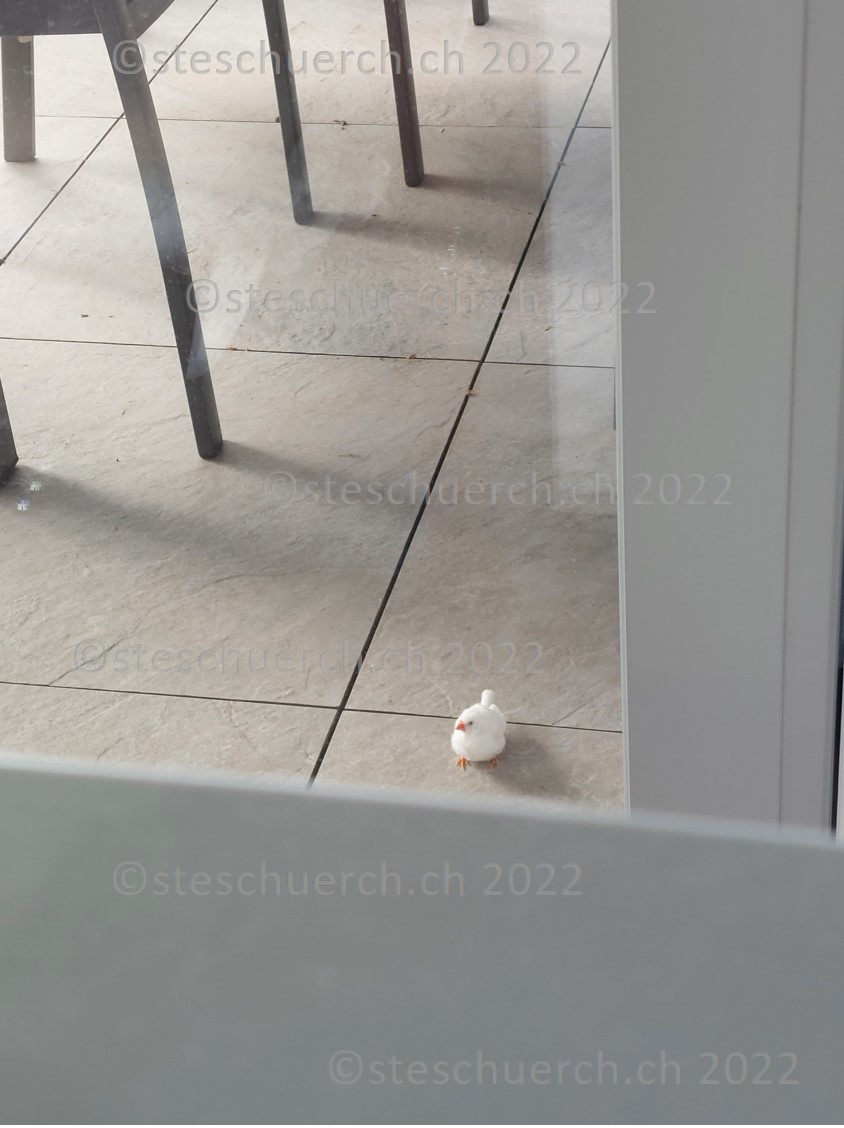 Weiss gefederter Vogel auf dem Balkon Ausschnitt 3.