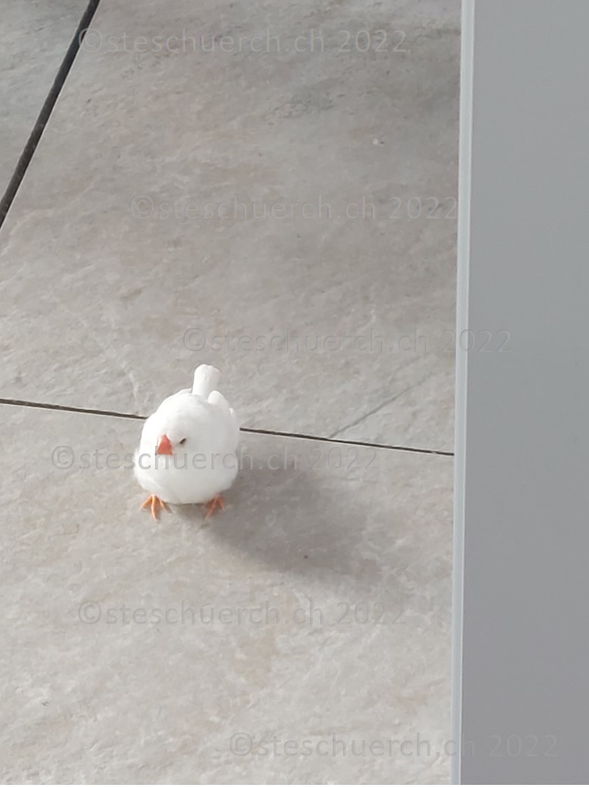 Weiss gefederter Vogel auf dem Balkon Ausschnitt 5.