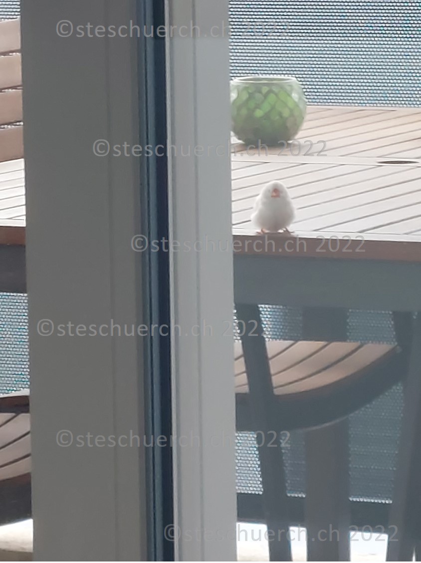 Weiss gefederter Vogel auf dem Balkon Ausschnitt 7.