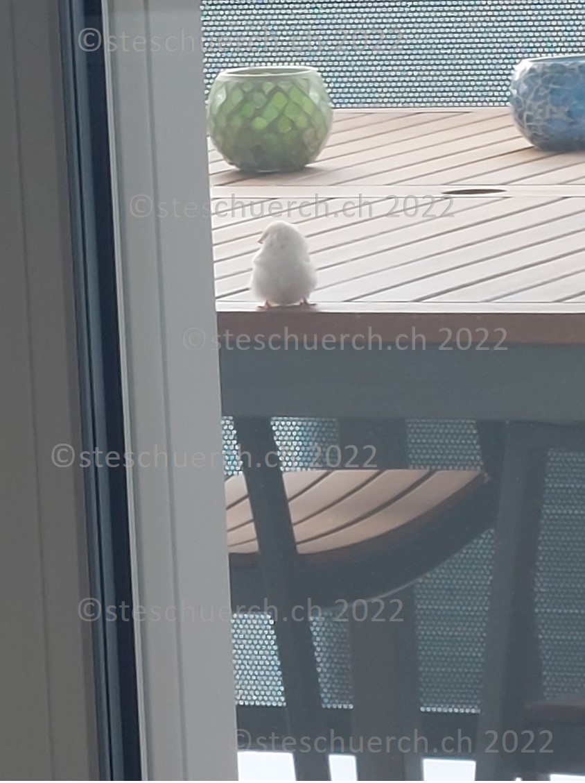 Weiss gefederter Vogel auf dem Balkon Ausschnitt 8.