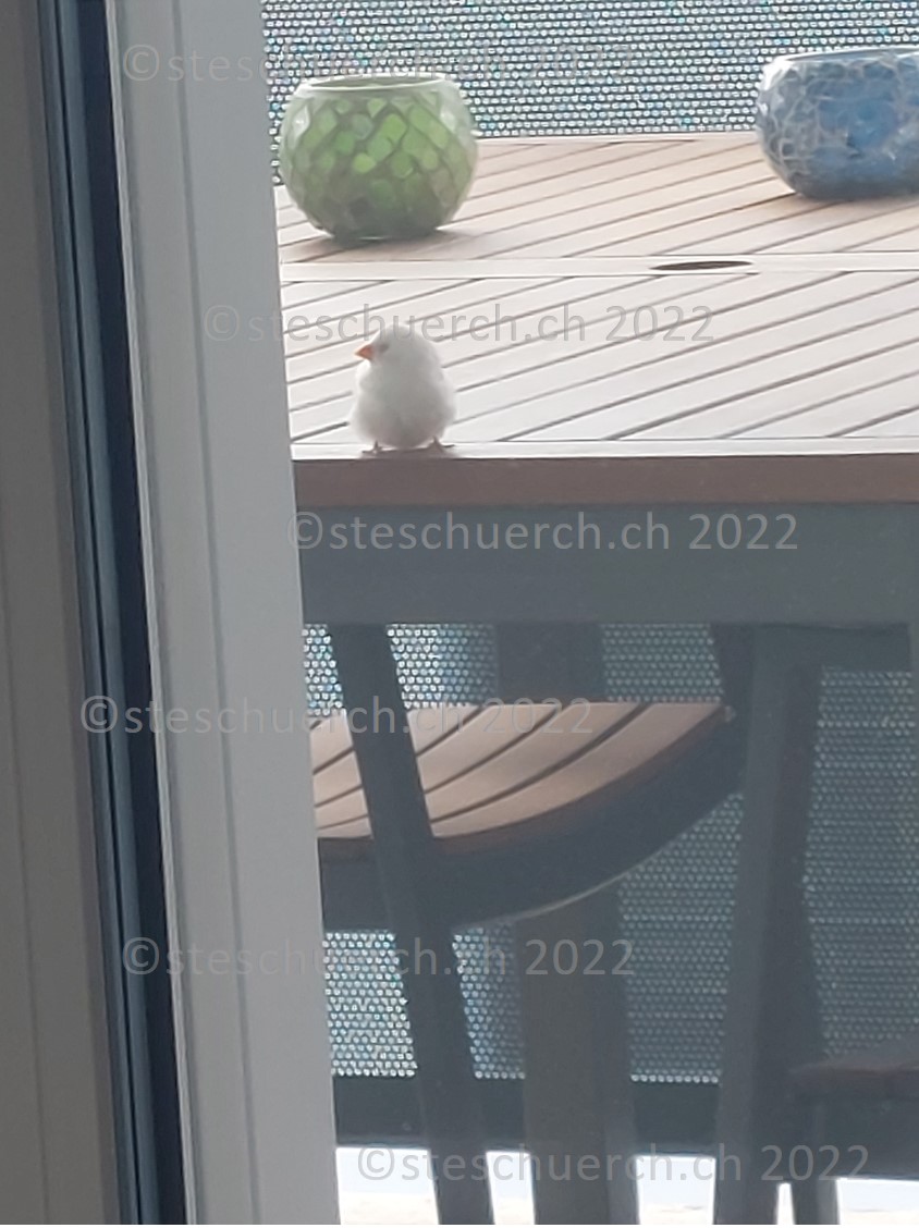 Weiss gefederter Vogel auf dem Balkon Ausschnitt 9.